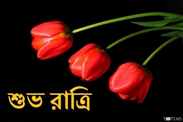Bengali Good Night Wishes