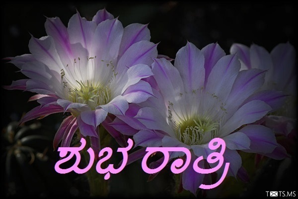 Kannada Good Night Wishes with Night Blooming Flowers