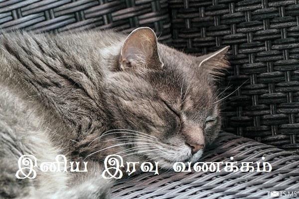 Tamil Good Night Wishes with Sleeping Cat
