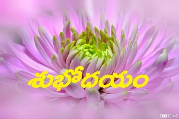 Dahlia Telugu Good Morning Wishes