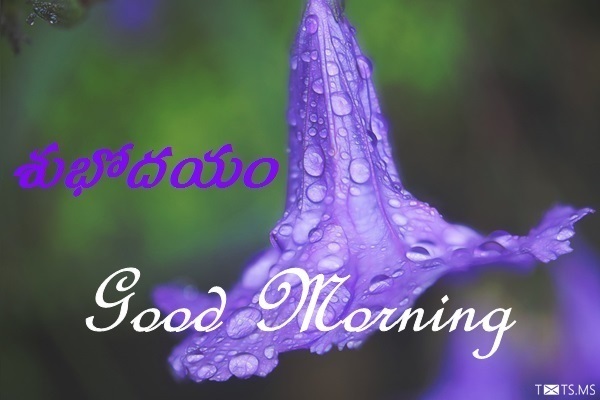 Telugu Good Morning Wishes