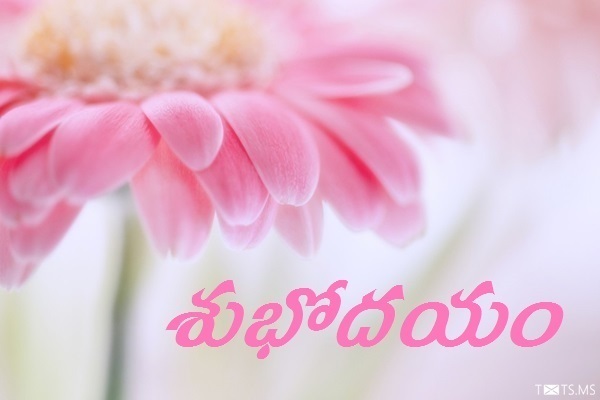 Telugu Good Morning Wishes with Flowers