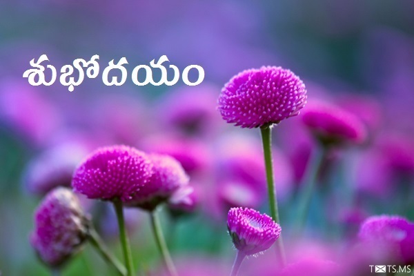 Telugu Good Morning Wishes with Pink Flowers