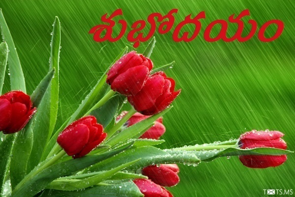 Telugu Good Morning Wishes with Red Tulips