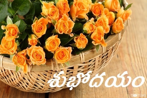 Telugu Good Morning Wishes with Rose Flowers
